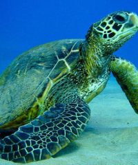 Nadar con tortugas en Akumal