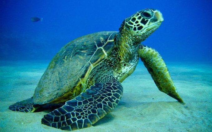 Nadar con tortugas en Akumal