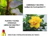 Para las Plantas 