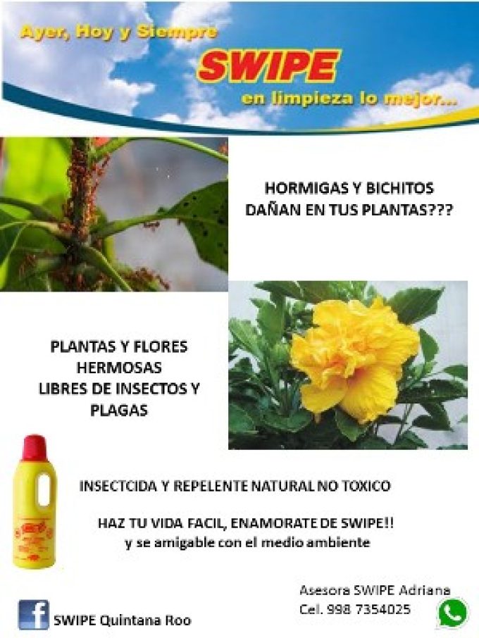 Para las Plantas 
