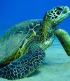 Nadar con tortugas en Akumal